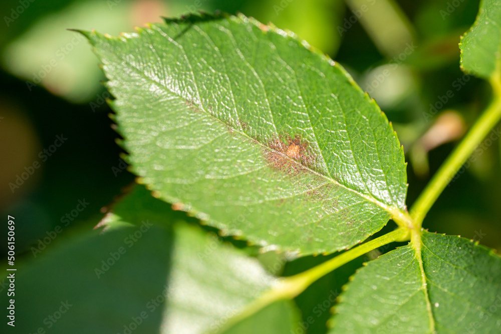 Disease symptoms of black spot (Diplocarpon rosae) on rose (Rosa) in Japan Disease symptoms of black spot (Diplocarpon rosae) on rose (Rosa) in Japan