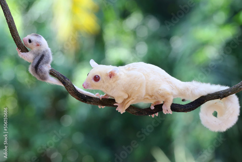 A mother sugar glider is foraging on a vine in the woods while babysitting. This marsupial mammal has the scientific name Petaurus breviceps. photo