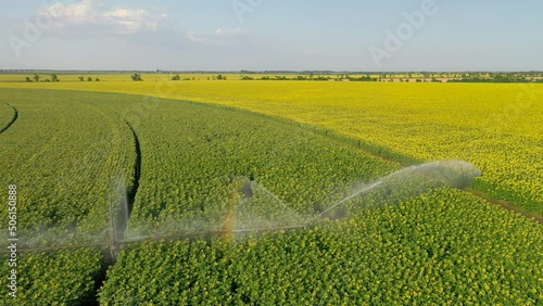 Circular irrigation system of a field with sunflowers, yellow sunflowers on a sunny day under a blue sky. rainbow from splashing self-propelled watering machine over farm field