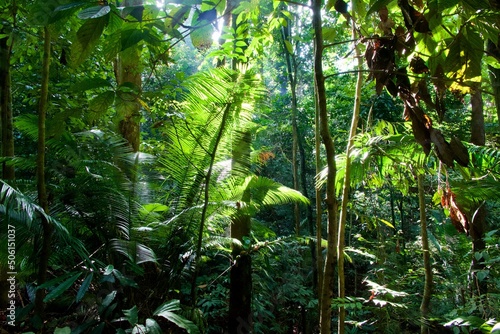 tropical forest in the jungle