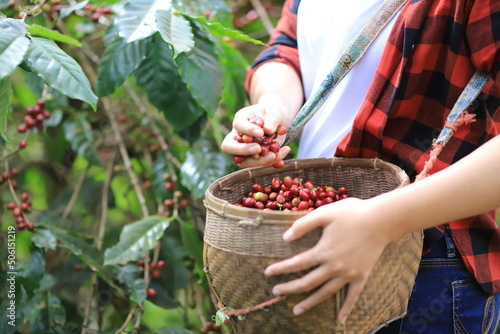 organic arabica coffee with farmer harvest in farm.harvesting Robusta and arabica  coffee berries by agriculturist hands,Worker Harvest arabica coffee berries on its branch, harvest concept.