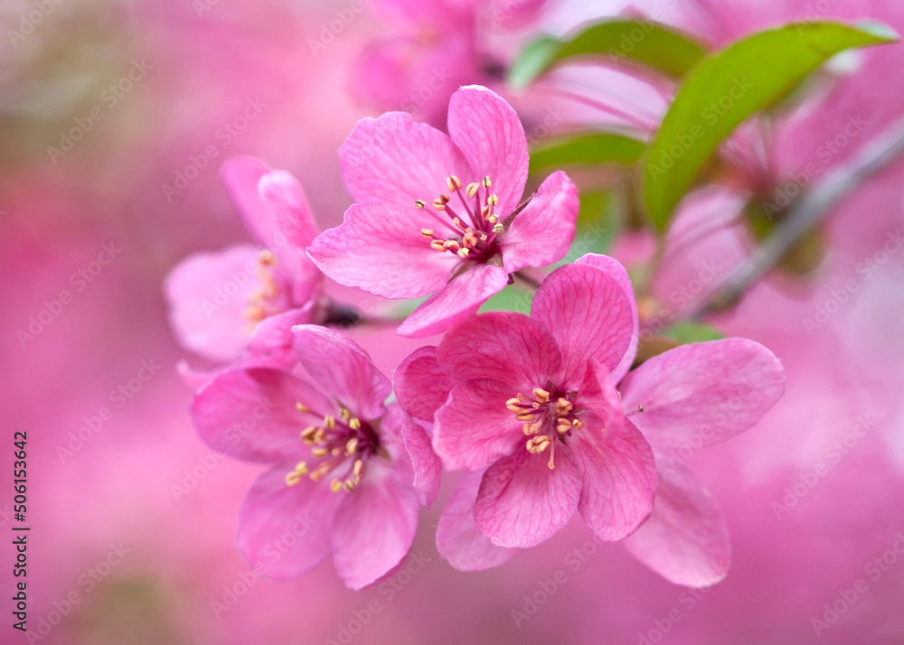 Flowering Crapapple Blossoms - Malus Prairiefire Flowering Crapapple Blossoms - Malus Prairiefire