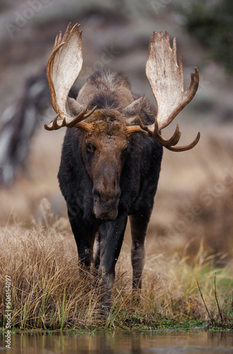 Fototapeta Naklejka Na Ścianę i Meble -  Moose in Grand Teton National Park, Wyoming. 