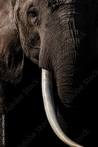 Elephant in Amboseli National Park, Wyoming  © Harry Collins