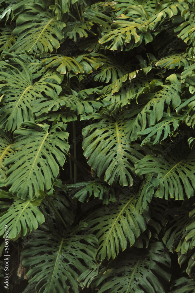 fern leaves fern leaves