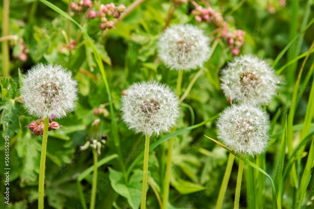Dandelion seed head closeup as floral background Dandelion seed head closeup as floral background