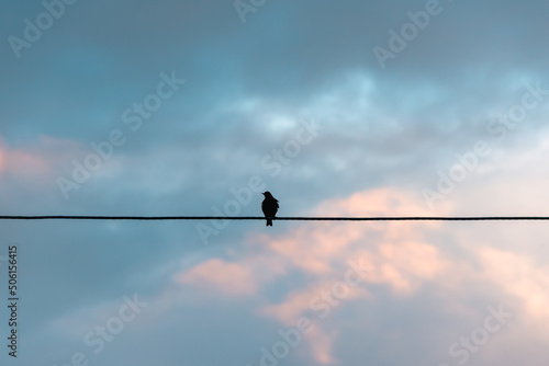 Starling, bird against the sky.
