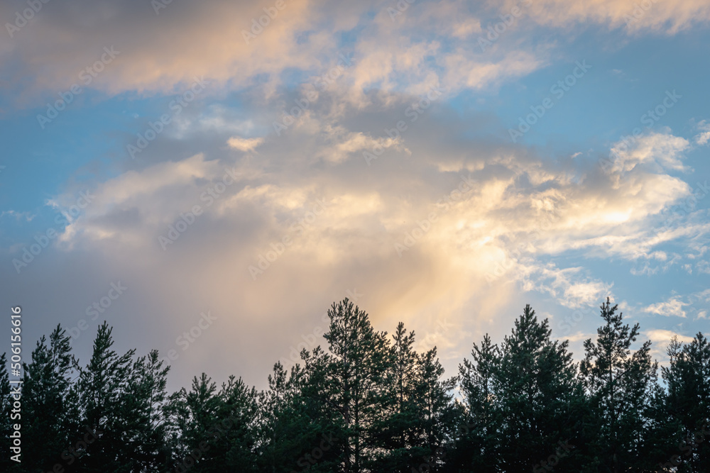 Nature. Trees at sunset in spring. Nature. Trees at sunset in spring.