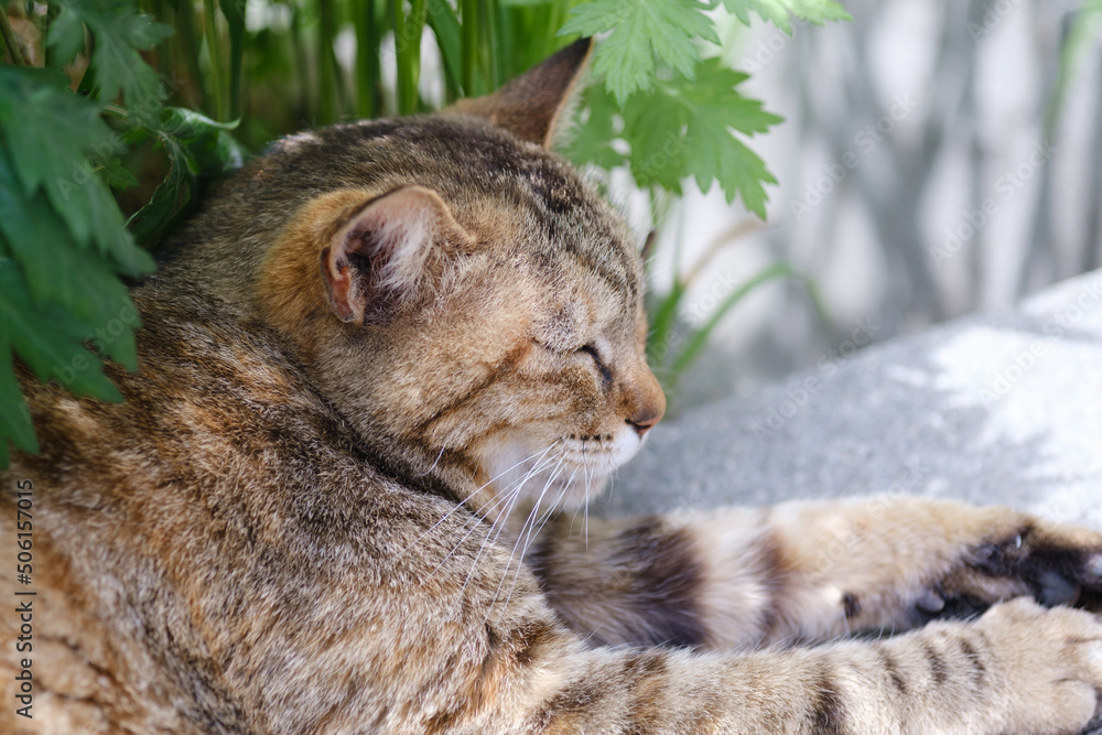 木陰で休む猫 木陰で休む猫