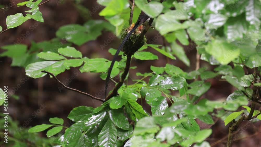 긴꼬리딱새 수컷 암컷 둥지 새끼