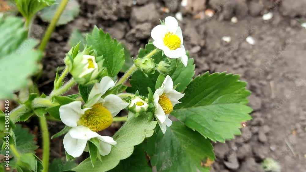 Green succulent strawberry bush with white flowers on the field, close-up Green succulent strawberry bush with white flowers on the field, close-up