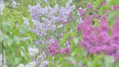 北海道札幌市川下公園のライラック / Lilac in Kawashimo Park, Sapporo City, Hokkaido photo