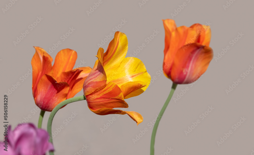 Colorful Tulip flowers against light brown background. Colorful Tulip flowers against light brown background.