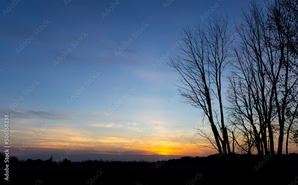 Silhouette of tall trees against sunset sky background