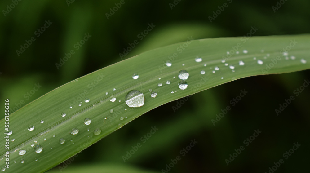 water, leaf, green, grass, dew, nature, drop, rain, plant, macro, leaves, wet, drops, raindrop, close-up, freshness, fresh, summer, blade, environment, spring, plants, morning, abstract, droplets water, leaf, green, grass, dew, nature, drop, rain, plant, macro, leaves, wet, drops, raindrop, close-up, freshness, fresh, summer, blade, environment, spring, plants, morning, abstract, droplets