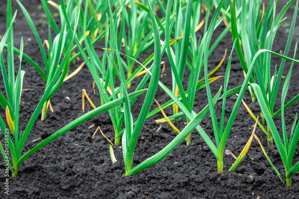 Stems of green garlic in the ground. Stems of green garlic in the ground.
