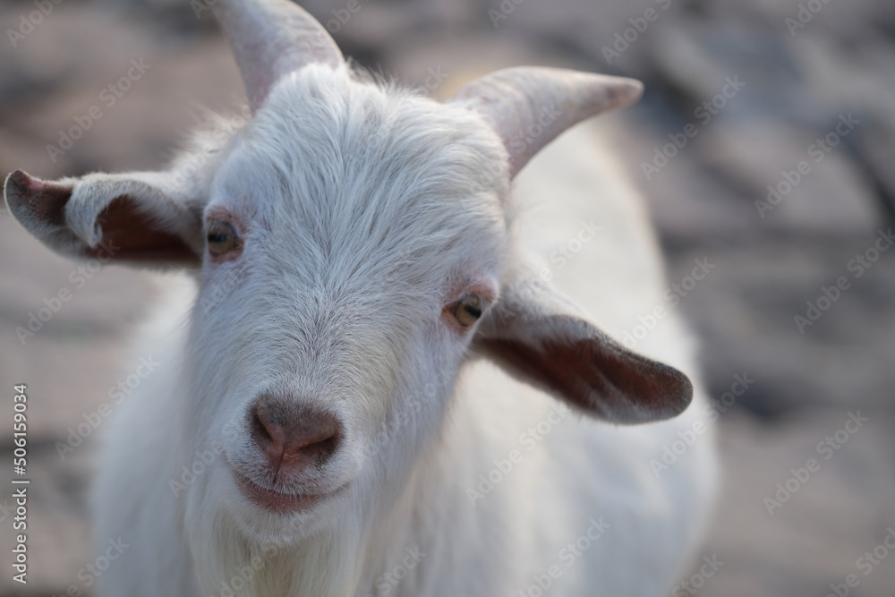close up one white goat looking at camera, blur background close up one white goat looking at camera, blur background
