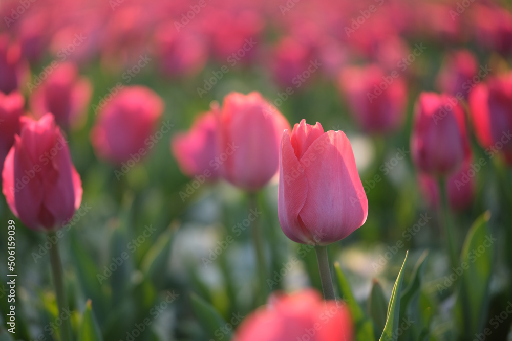 many pink tulip flowers under sunlight. Blur background