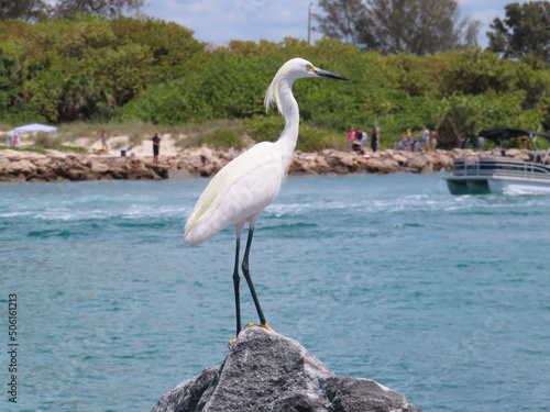 Snowy egret long legged water bird standing on rock over waterfront © Adventuring Dave