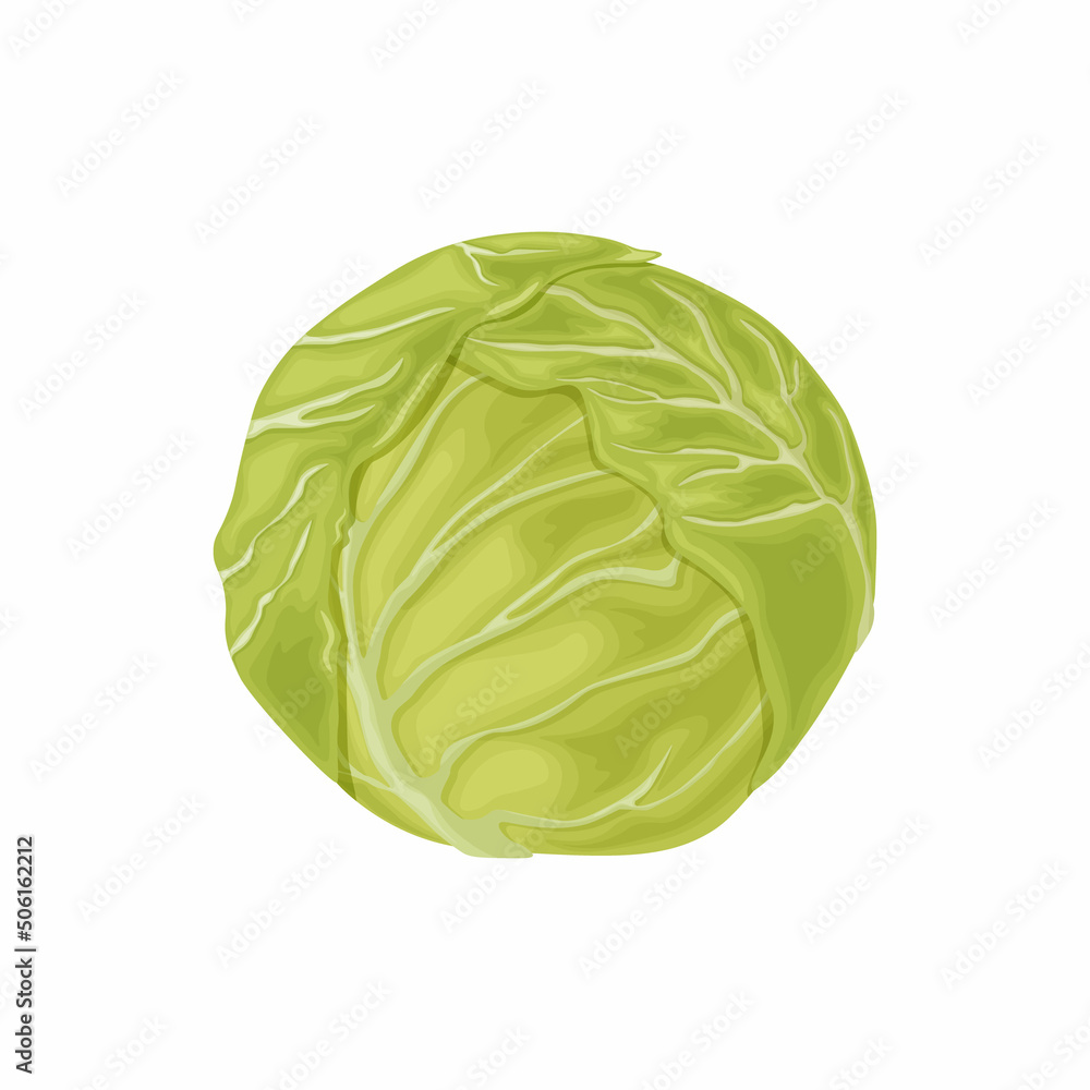 Fototapeta premium Cabbage. Image of a cabbage head. A ripe cabbage. Vegetables from the garden. Organic food. Vector illustration isolated on a white background
