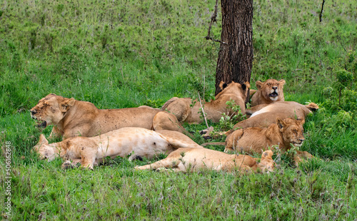 Lions in Serengeti National Park  Tanzania.