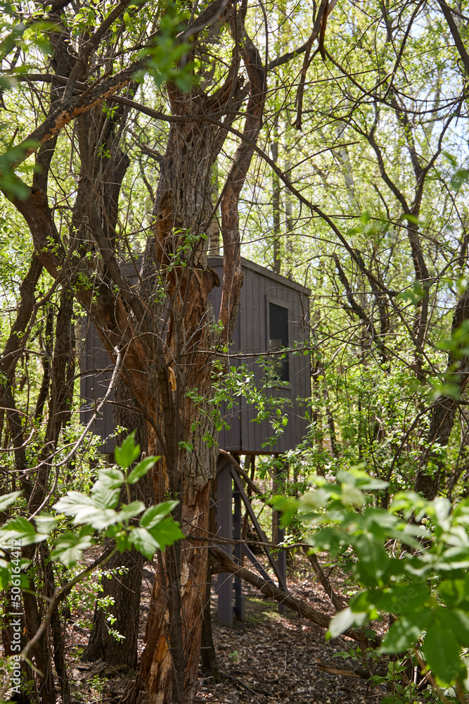 Tree house in the back yard which looks like a forest on a spring day Tree house in the back yard which looks like a forest on a spring day