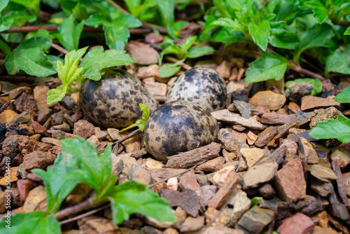 Bird eggs in the nest on the ground.