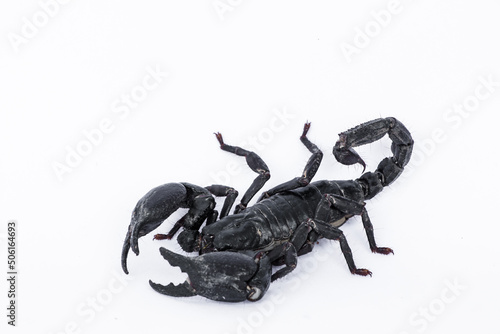 Black scorpion on white background photo