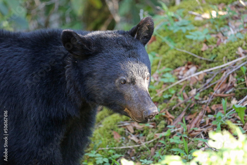 Bear portrait - Great Smoky Mountains National Park, Tennessee © jerzy