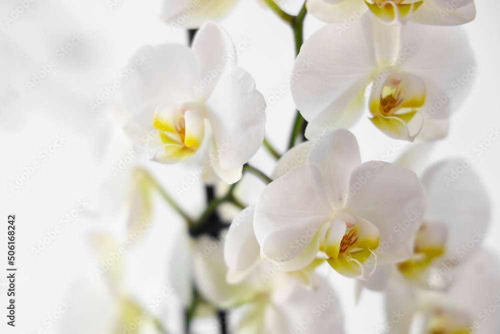Fototapeta premium Orchid flowers on light background, closeup
