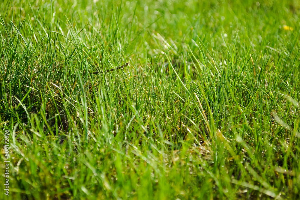 Bright and juicy green grass on the lawn close-up
