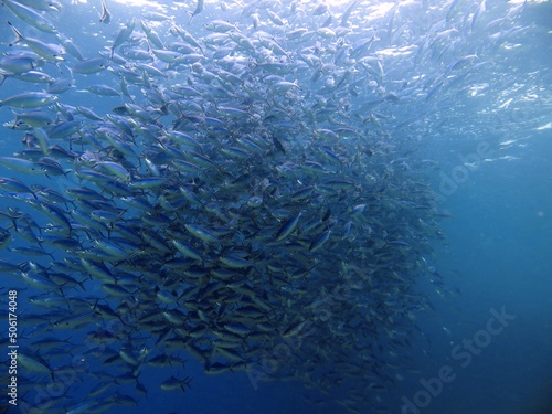 large school of fish of the red sea © Ayman