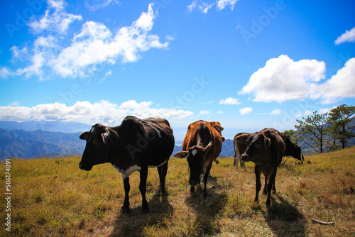 Mt. Ulap mountain province with the cow in the top of the mountain and blue background clouds photo