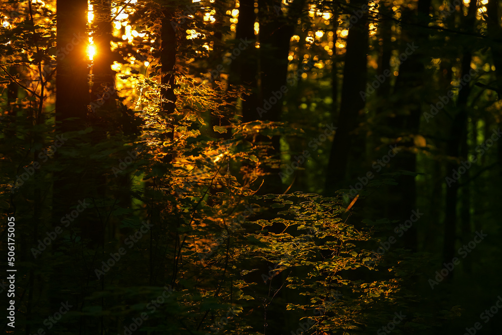 Obraz premium Beautiful sunrise light in the heart of the forest. Details of trees and leaves with amazing sun rays light on them. Forests are the lungs of the earth.