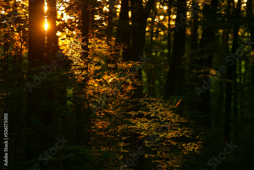 Beautiful sunrise light in the heart of the forest. Details of trees and leaves with amazing sun rays light on them. Forests are the lungs of the earth.