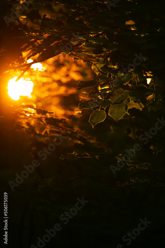Beautiful sunrise light in the heart of the forest. Details of trees and leaves with amazing sun rays light on them. Forests are the lungs of the earth.