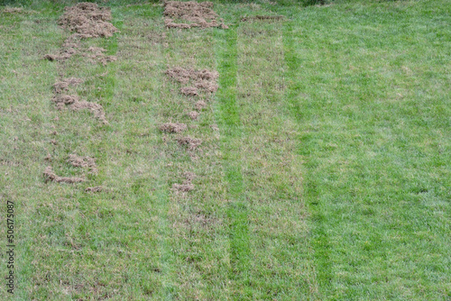 Fototapet One half of a green lawn before and the other half after verticutting and aerati