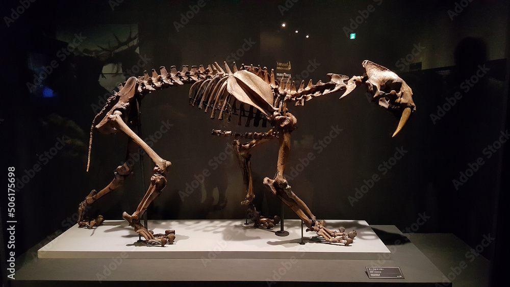 Tokyo, Japan - April 29 2017: Smilodon skeleton fossil known saber ...