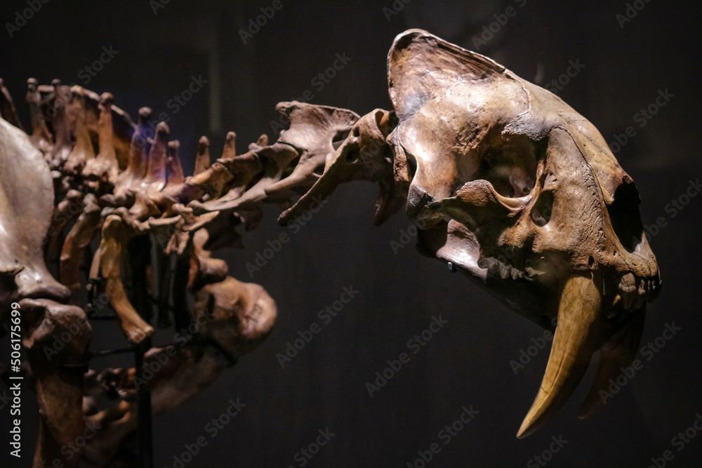 Genus Smilodon Tokyo, Japan - April 29 2017: Smilodon skeleton fossil known saber ...