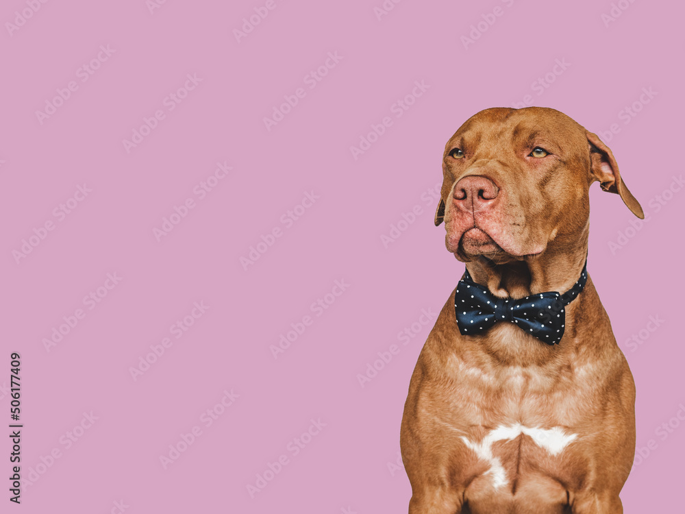 Lovable, pretty brown puppy and bow tie. Beauty and fashion. Close-up, indoors. Day light. Concept of care, education, obedience training and raising pets