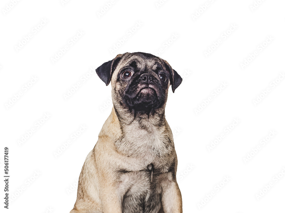Lovable, pretty puppy. Close-up, indoors. Studio photo, isolated background. Pet care concept
