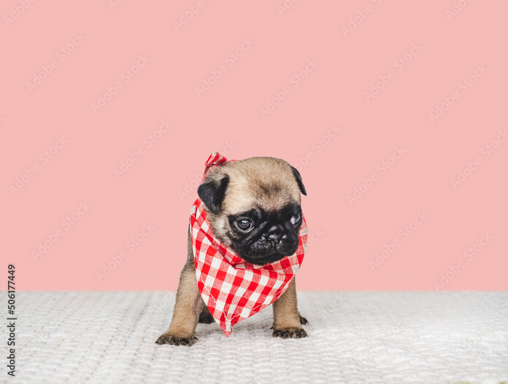 Lovable, pretty puppy and red scarf. Close-up, indoors. Studio photo, isolated background. Pets care concept