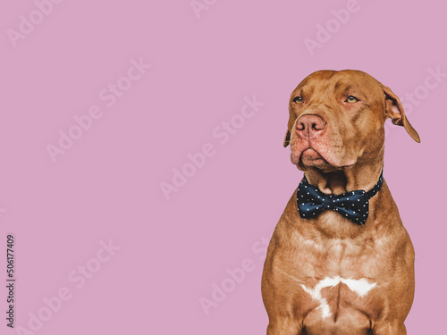 Lovable  pretty brown puppy and bow tie. Beauty and fashion. Close-up  indoors. Day light. Concept of care  education  obedience training and raising pets