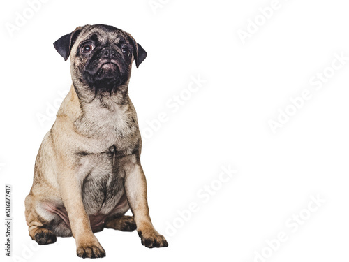 Lovable  pretty puppy. Close-up  indoors. Studio photo  isolated background. Pet care concept