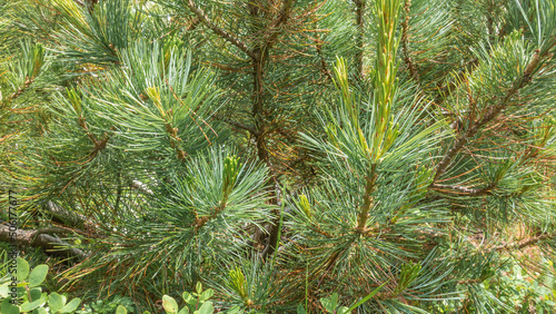Cedar elfin, Pinus pumila close-up. Branches with long green needles and young shoots. Full screen. Kamchatka photo
