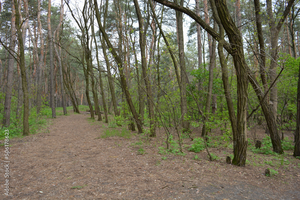 Green, interesting and mysterious pine-deciduous forest with old large,
tall trees, pines, fir trees, green grass and trodden sand dogogs, paths. Green, interesting and mysterious pine-deciduous forest with old large,
tall trees, pines, fir trees, green grass and trodden sand dogogs, paths.