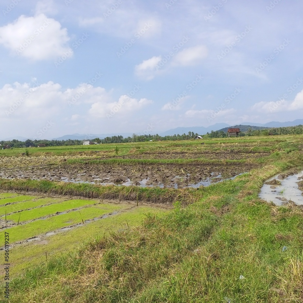 landscape with sky in the ricefield