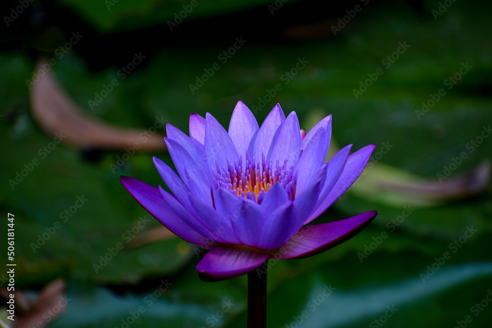 Close up shot of blue lotus(The Egyptian Dream Flower) and green leaves in pond Close up shot of blue lotus(The Egyptian Dream Flower) and green leaves in pond