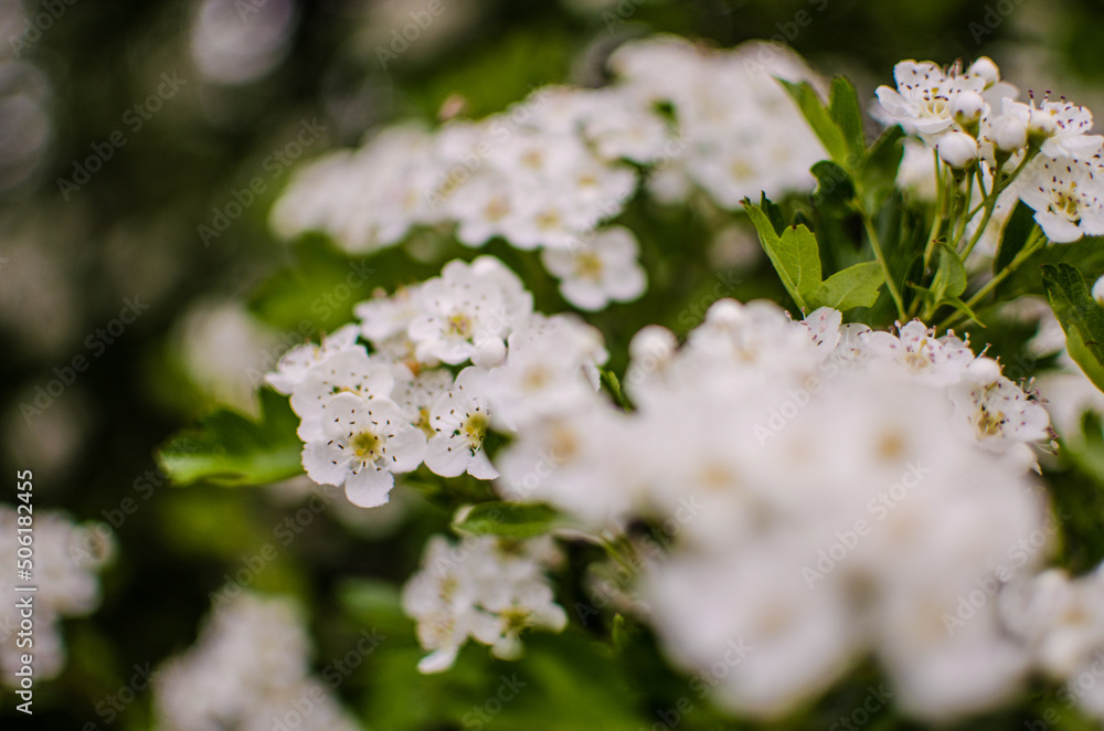 Wild hawthorn bush blooms with abundant white flowers in spring and gives small red fruits Wild hawthorn bush blooms with abundant white flowers in spring and gives small red fruits