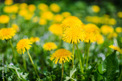 Delicate and light dandelion flowers outdoors